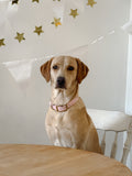 PETAL CLASSIC COLLAR - PRE ORDER