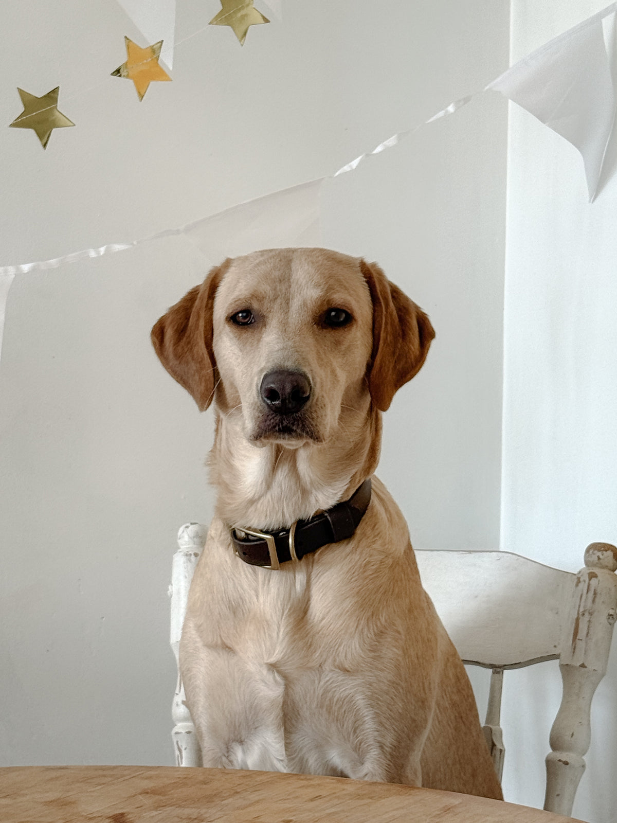 CHESTNUT CLASSIC COLLAR - PRE ORDER